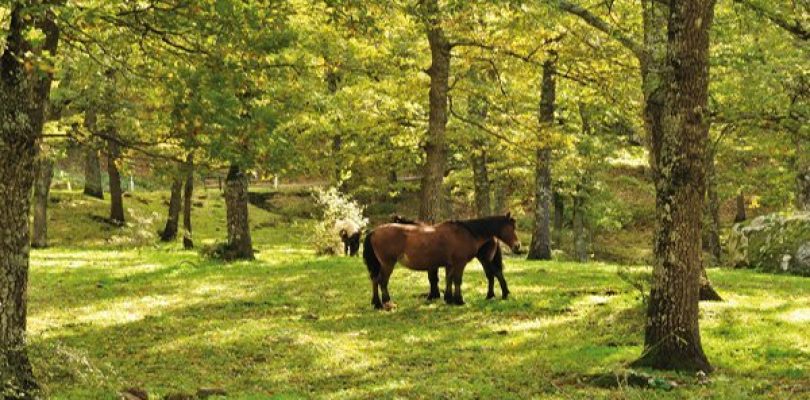 NaturArte, il fascino della Basilicata